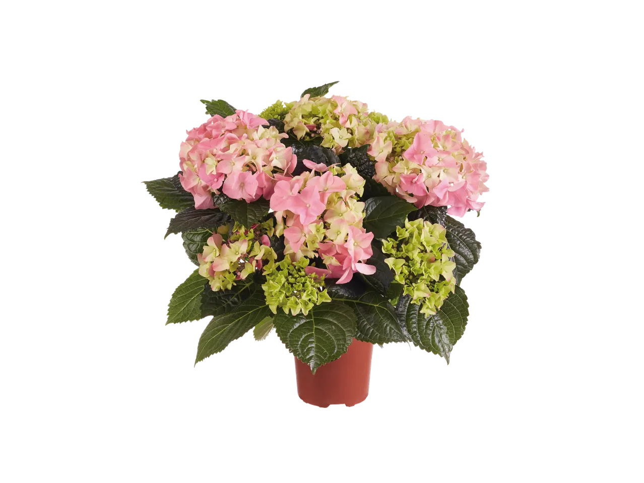 Roze en groene hortensia's in een pot.