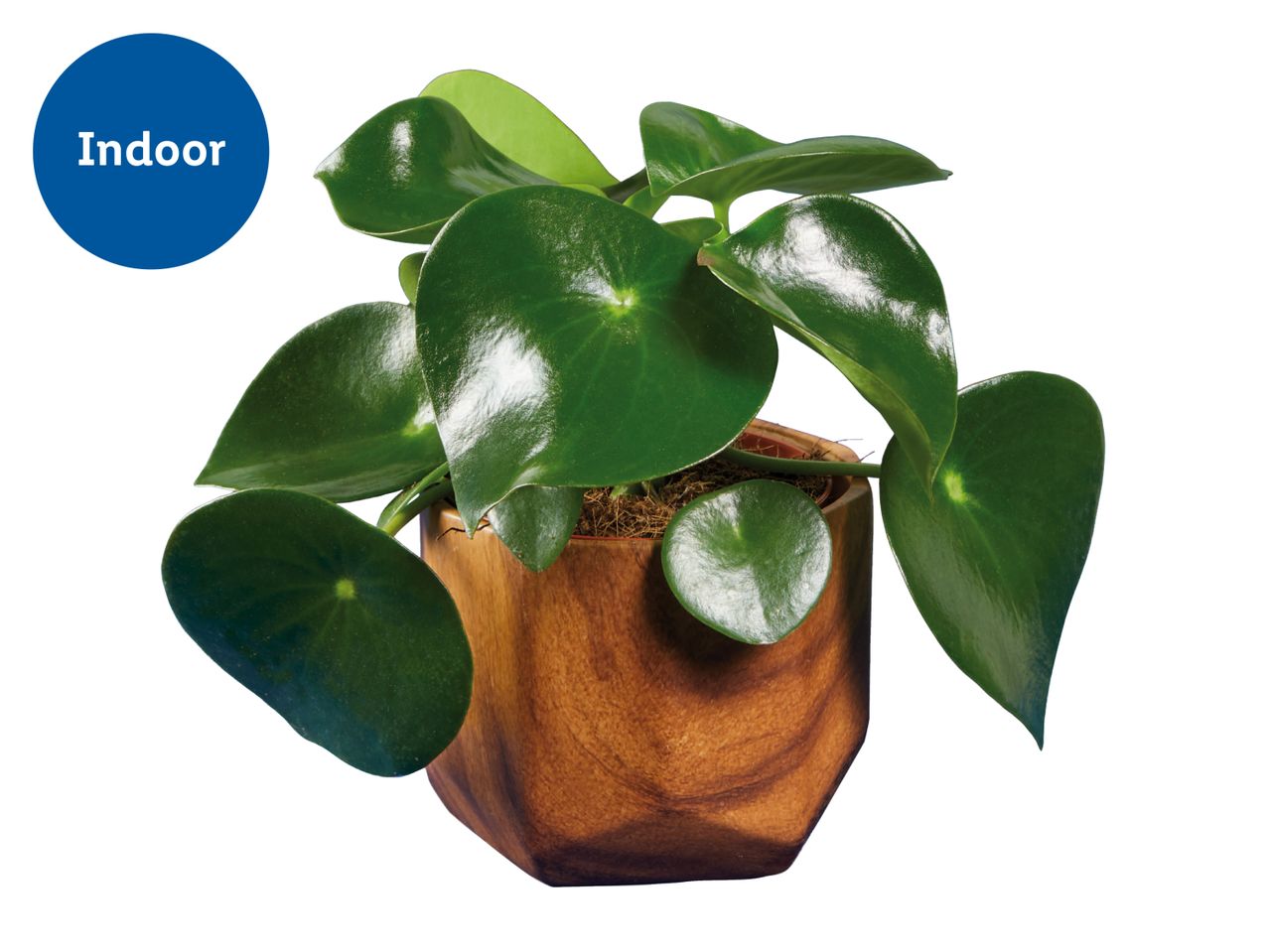 Indoor plant with round green leaves in a wooden pot.
