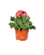 English Geranium (Pelargonium grandiflorum) in an orange pot with a barcode.