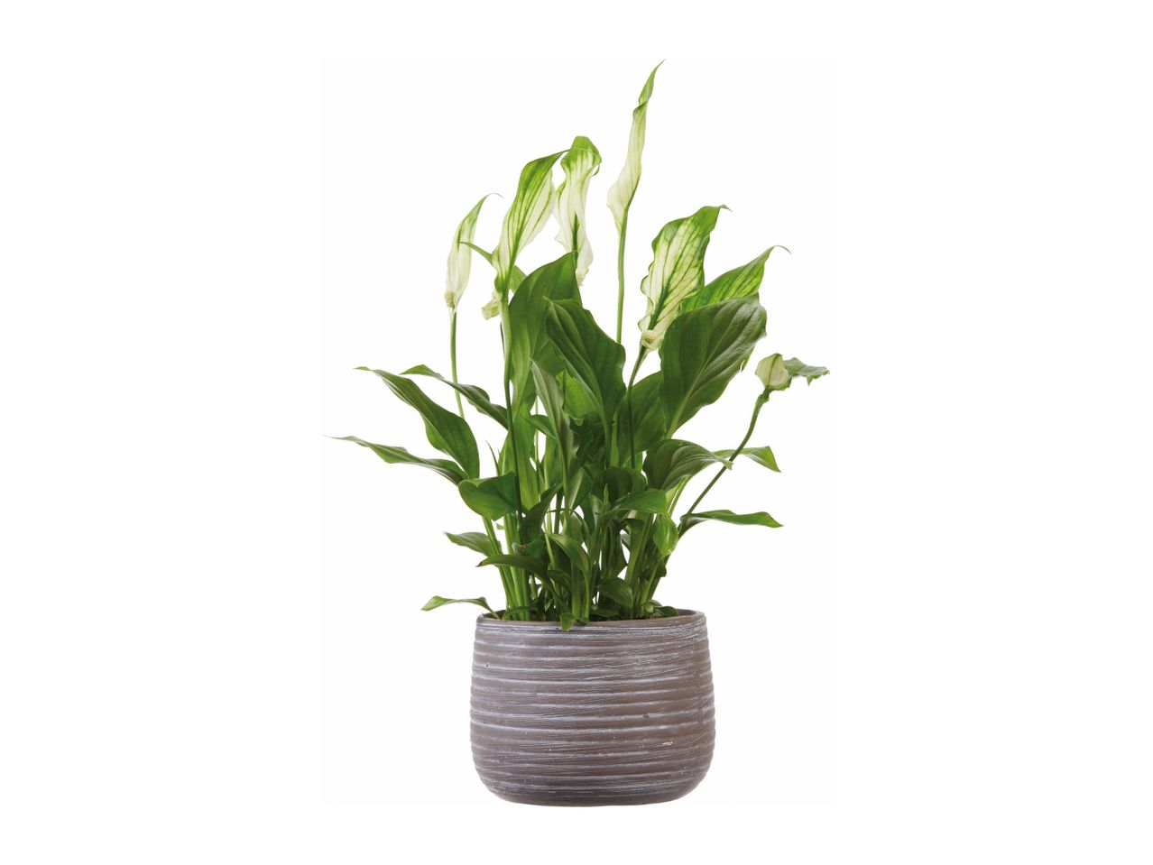 A peace lily plant with white and green variegated leaves in a textured gray pot.