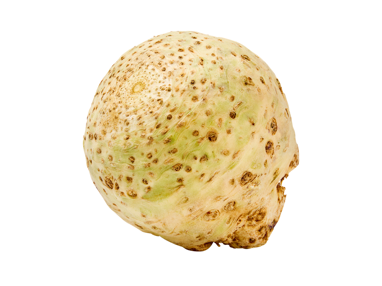 Celer korijen na crnoj pozadini