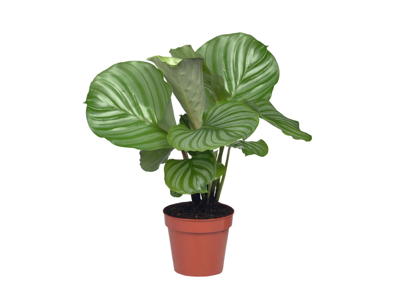 Biljka Calathea Orbifolia u saksiji od terakote na beloj pozadini.