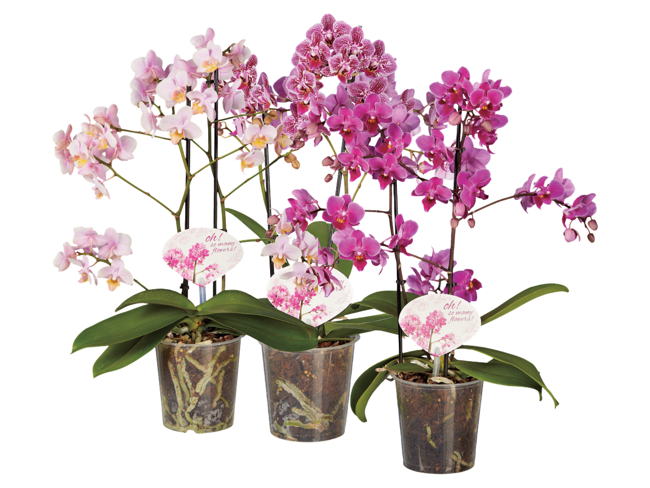 Gå till helskärmsvy: Orkidé Multiflora - Bild 1