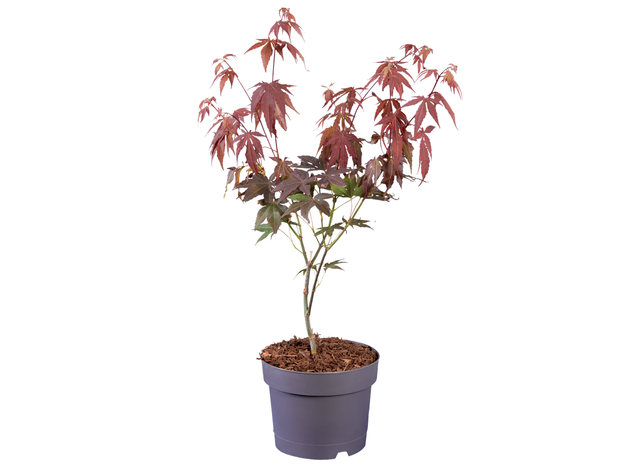Japanse esdoorn in pot met rode bladeren.