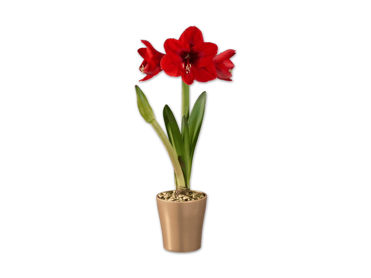 Rote Amaryllis in einem beigefarbenen Topf mit einem geschlossenen Blütenstiel