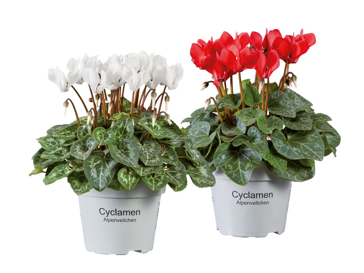 Zwei Cyclamen-Pflanzen in weißen Töpfen, eine mit weißen und eine mit roten Blüten.