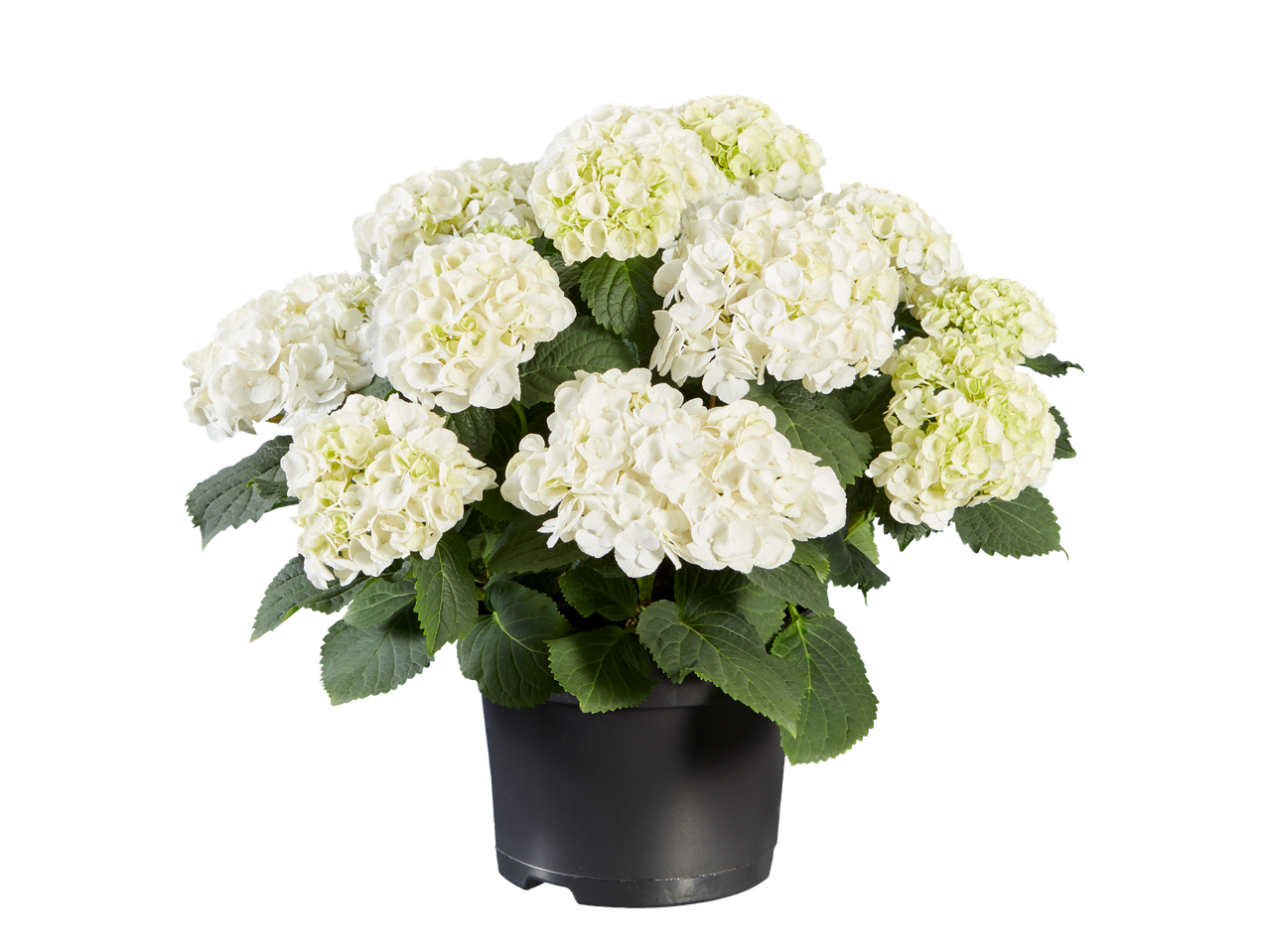 Pot met witte hortensia's in bloei.