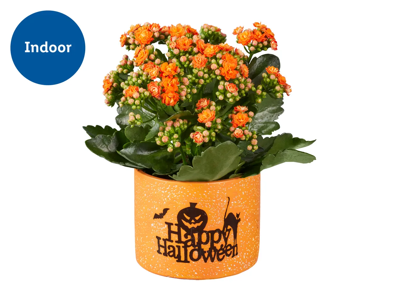 Orange indoor Kalanchoe plant in a Happy Halloween themed pot