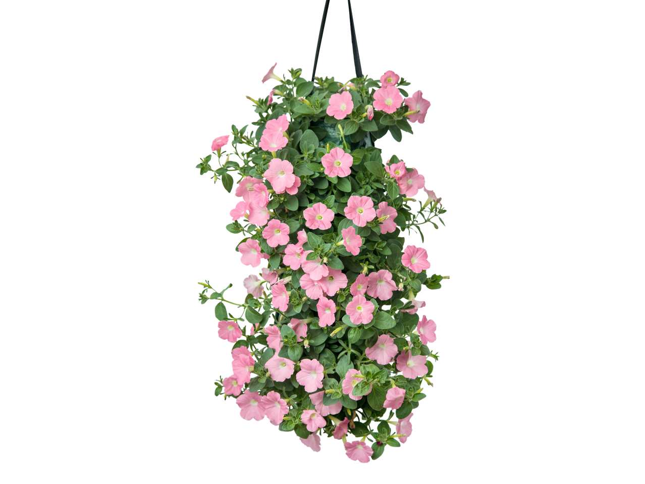 Wandhanger met roze hangpetunia's en groene bladeren.