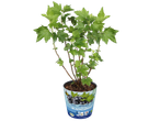 Mini zwarte bessenstruik in pot met etiket 'Blackcurrant 100% Bio'.