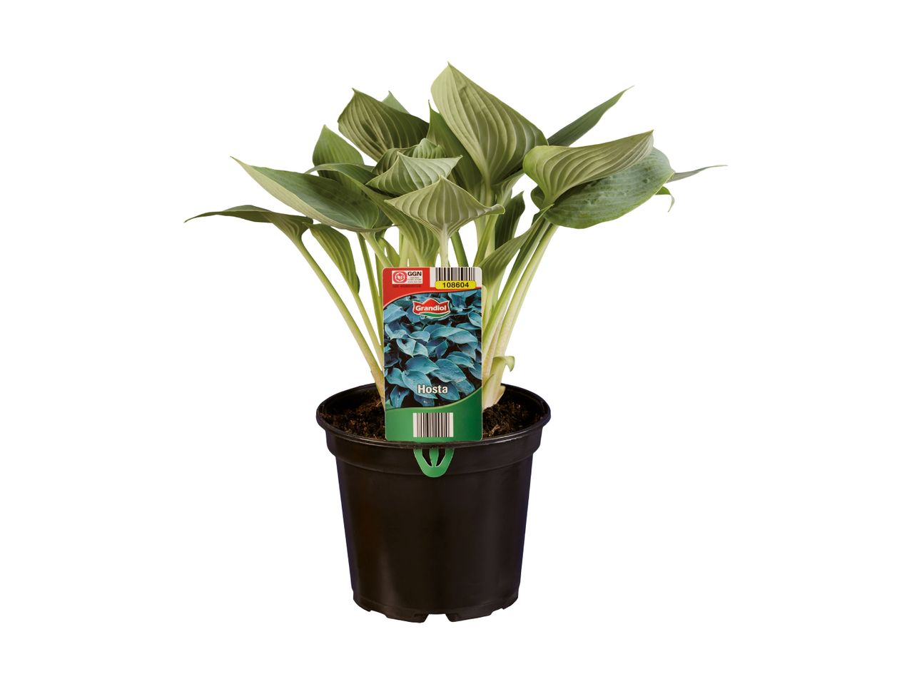 Hosta plante i en sort potte med et mærke, der viser en blåbladet hosta.