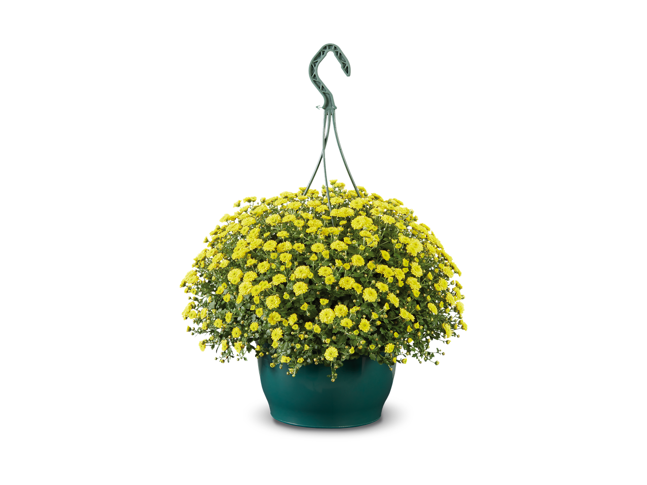 Gele chrysanten in een hangpot