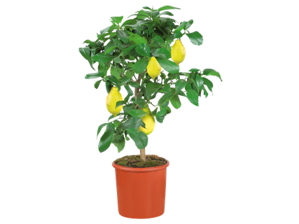 Nagy mediterrán növény mix* (Lidl Plus)