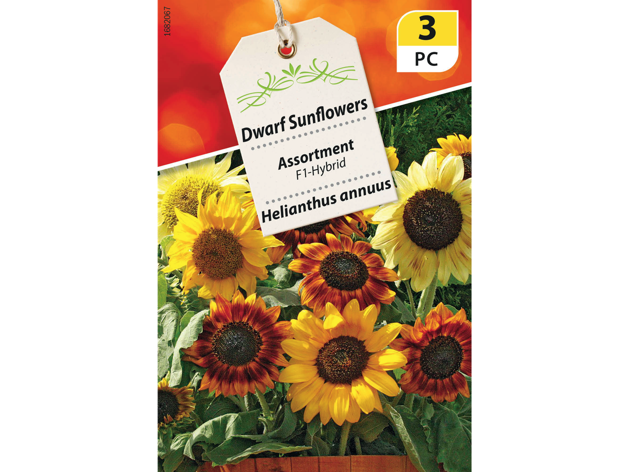 Dwarf Sunflower F1-Hybrid seeds, Helianthus annuus, assortment, 3 PC