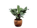Uma Calathea ornata em um vaso com formato de abacaxi.