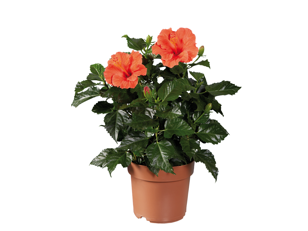 Potted hibiscus plant with vibrant orange flowers and green leaves.