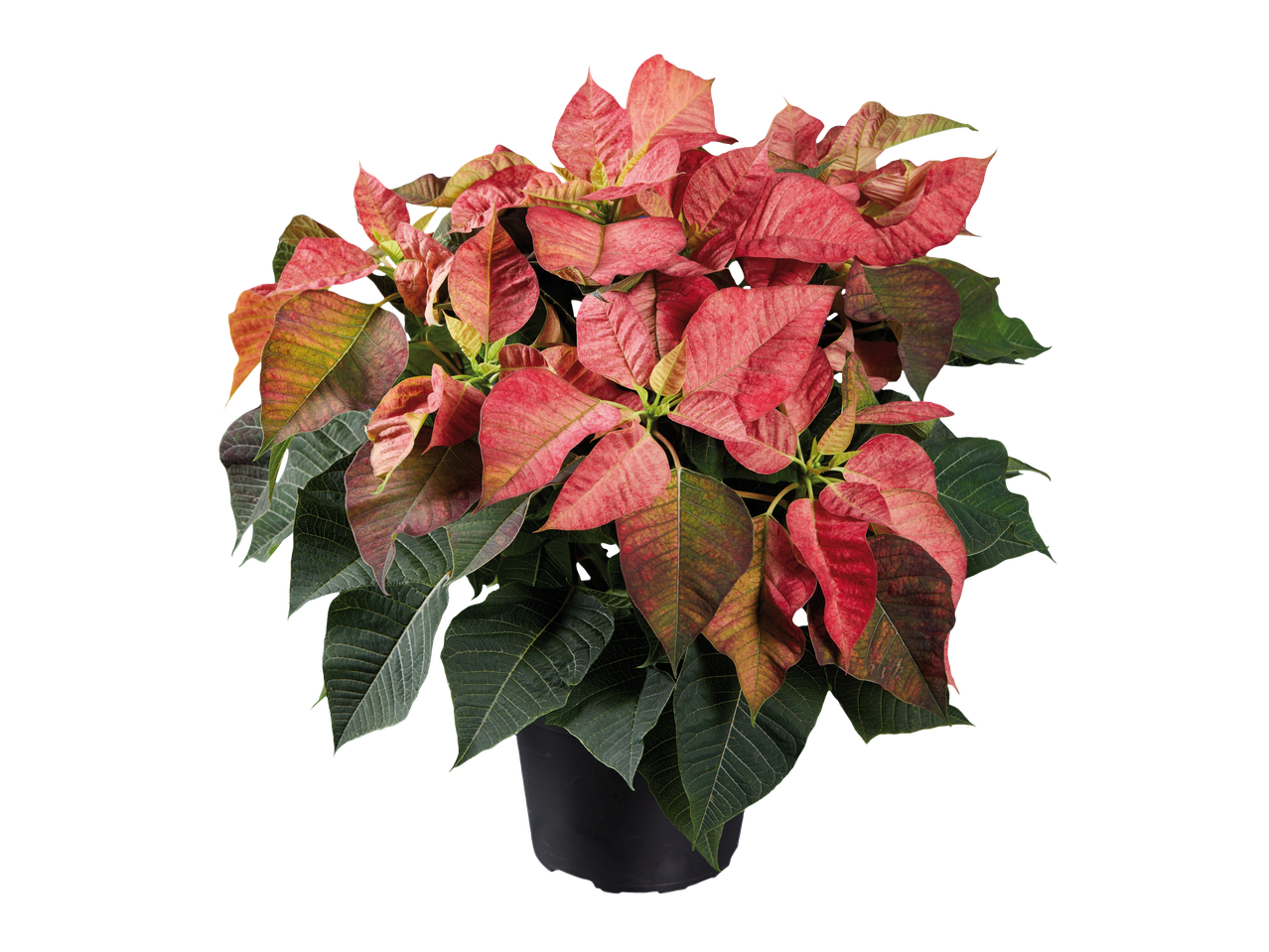 Raudona ir žalia puansetija juodame vazone.