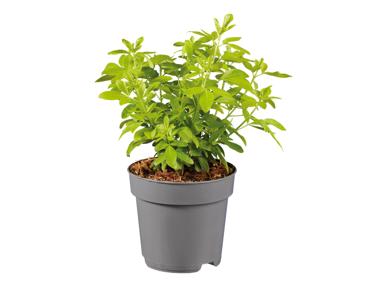 Potted green plant with bright leaves and brown mulch, on a black background.