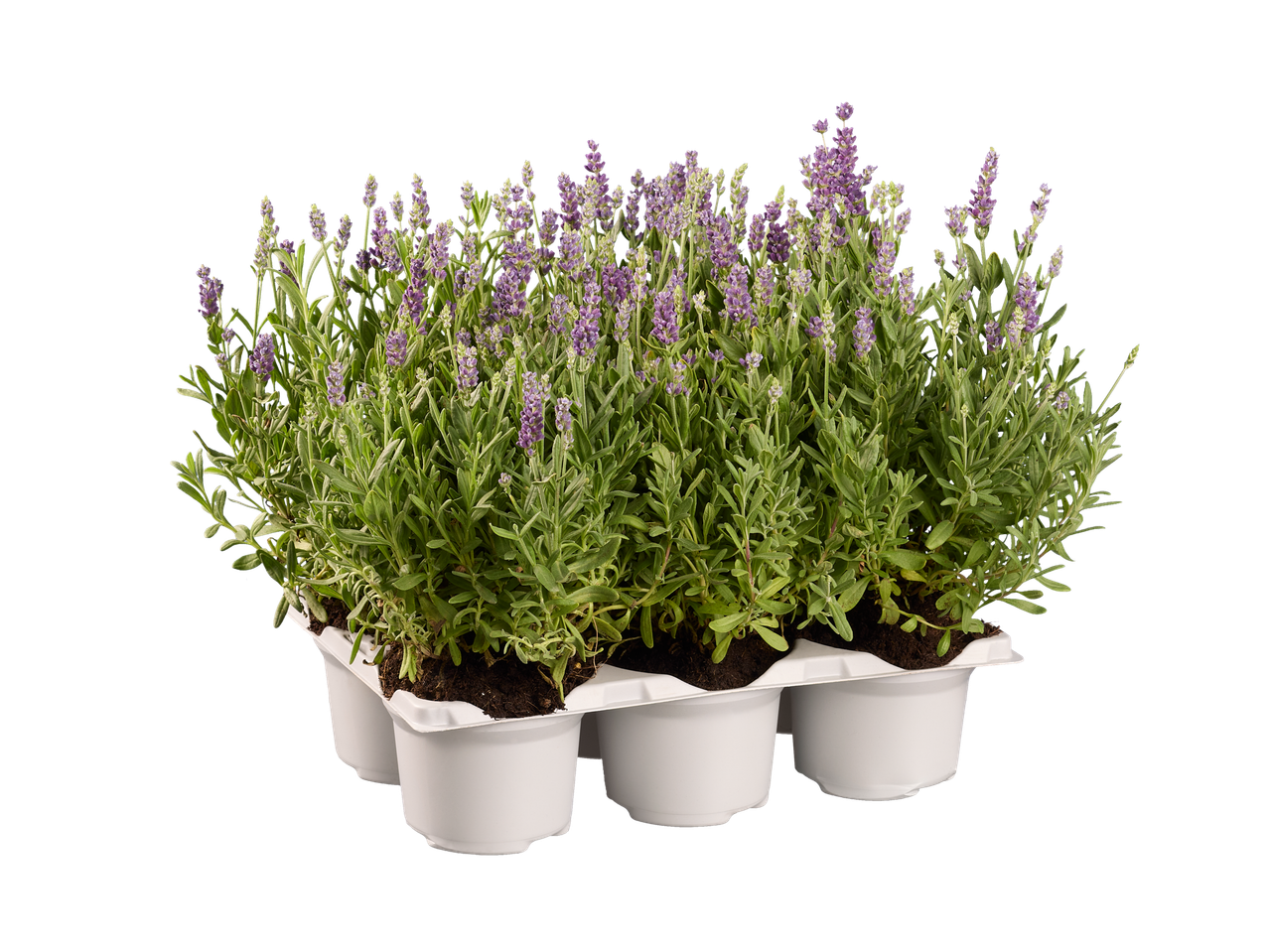 Een groep lavendelplanten in witte potten.