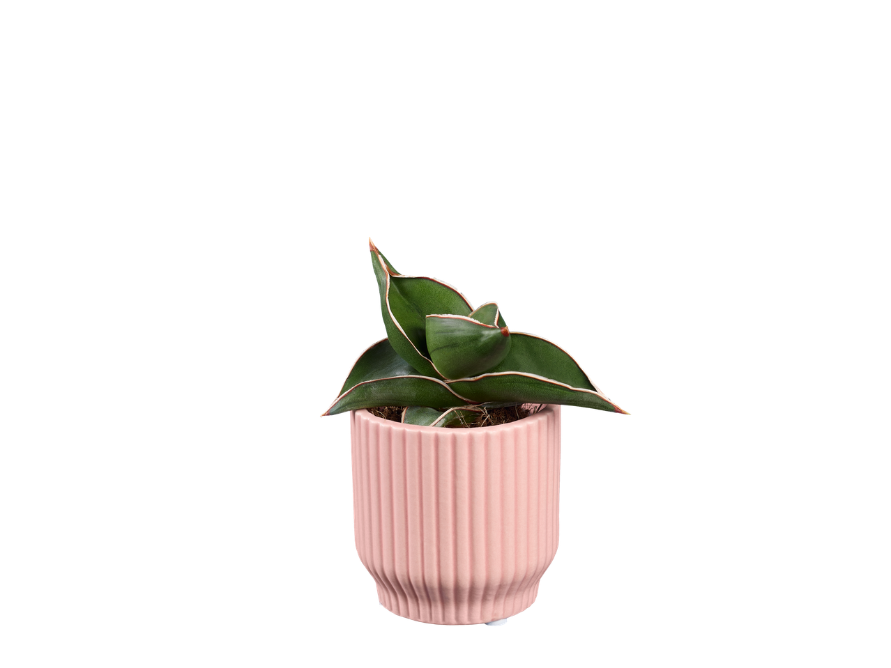 Uma Sansevieria trifasciata 'Moonshine' em um vaso rosa.
