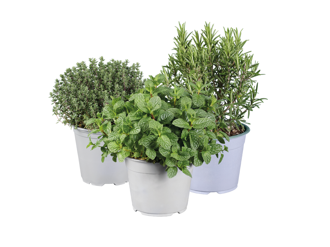 Tre krukor med färska örter: timjan, mynta och rosmarin.