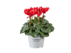 A potted cyclamen plant with vibrant red flowers and green leaves.