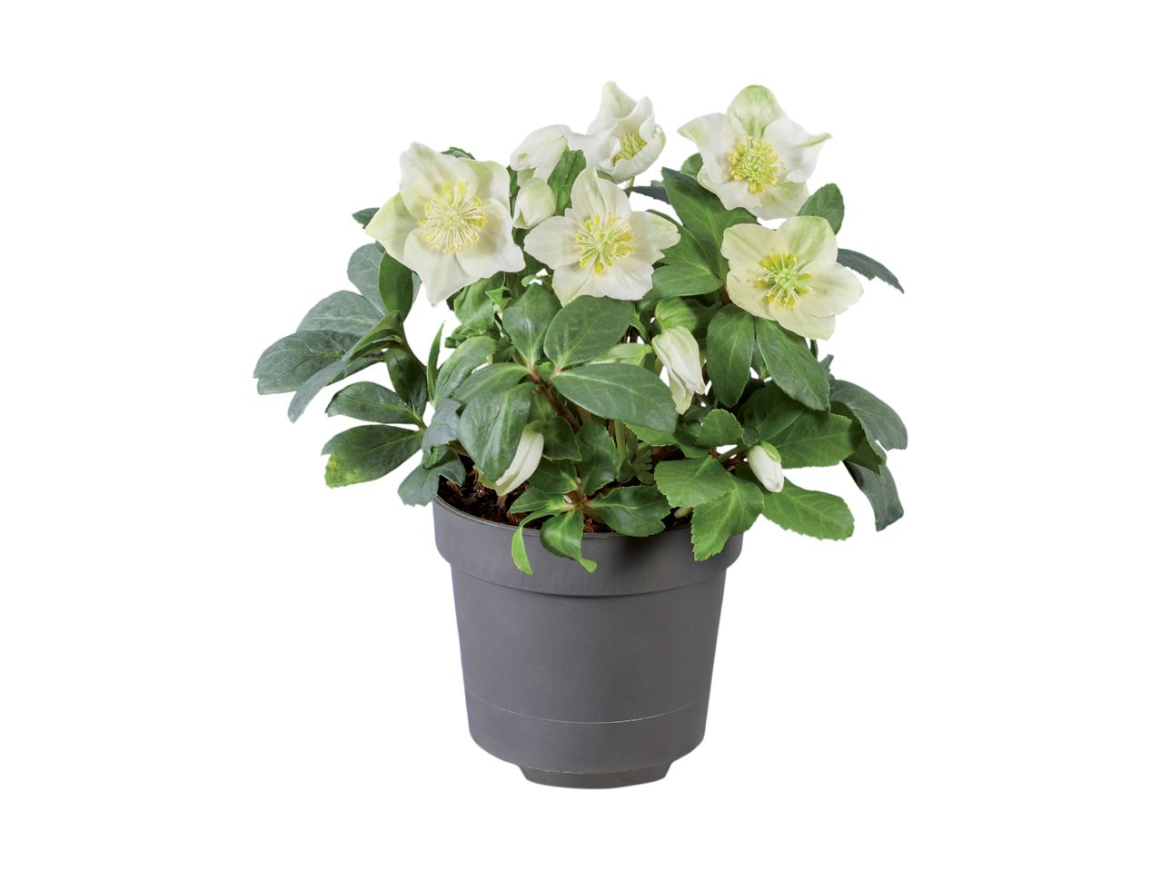 Gehe zu Vollbildansicht: Christrose (Helleborus Niger) - Bild 1