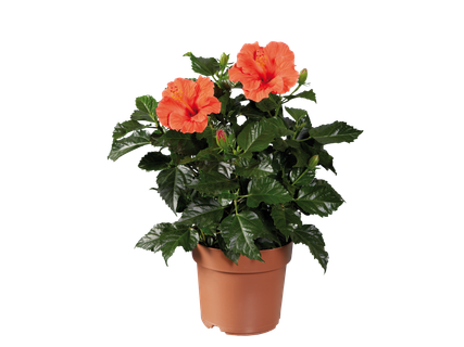 Hibiscus