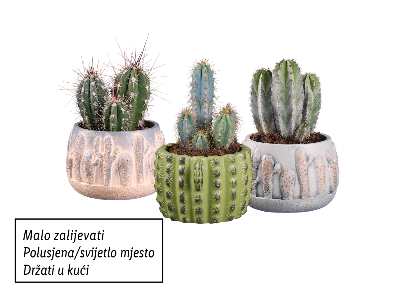 Tri kaktusa u ukrasnim posudama: jedan u bijeloj, jedan u zelenoj i jedan u sivoj posudi.