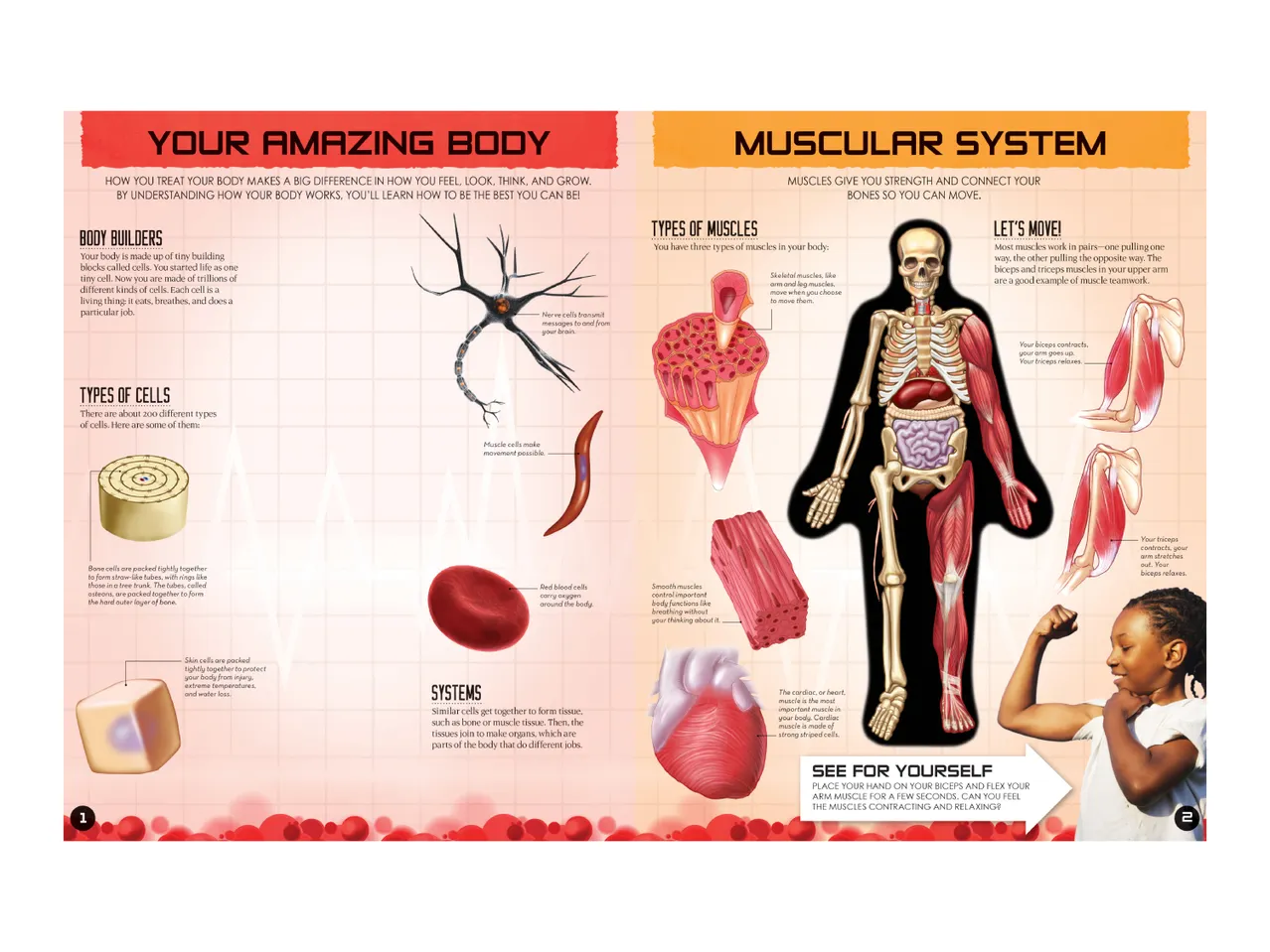 An educational poster about the human body, detailing cells, muscles, and systems with illustrations.