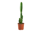 Een zuilcactus in een bruine pot op een zwarte achtergrond.