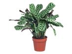 Rastlina Calathea Ornata v terakota loncu.