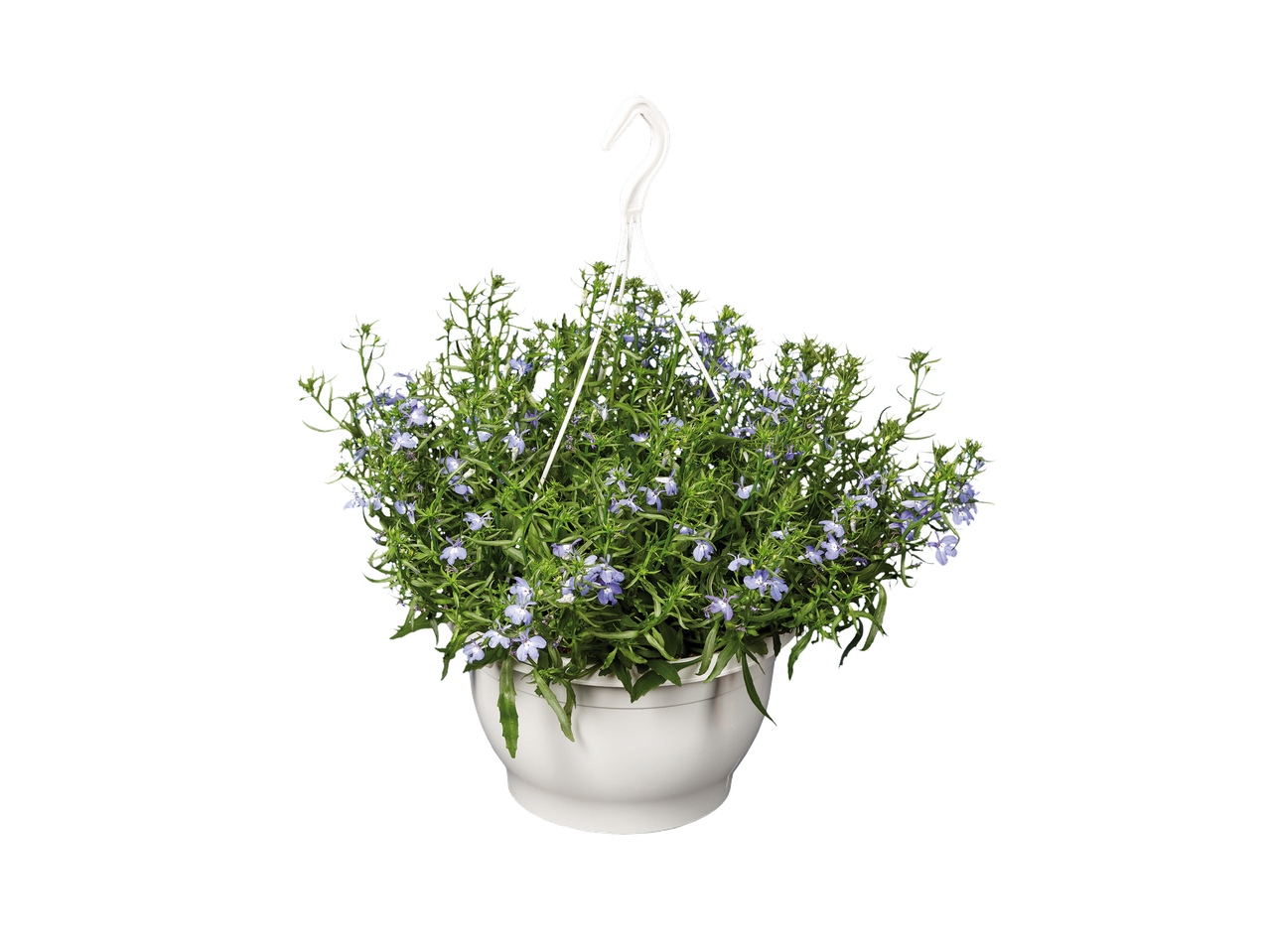 Suspension de lobélia bleu dans un pot blanc, sur fond noir.
