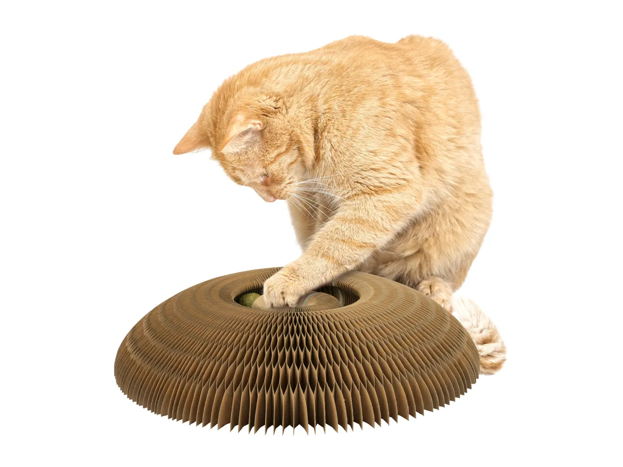 Ginger cat playing with a corrugated cardboard cat scratcher toy.
