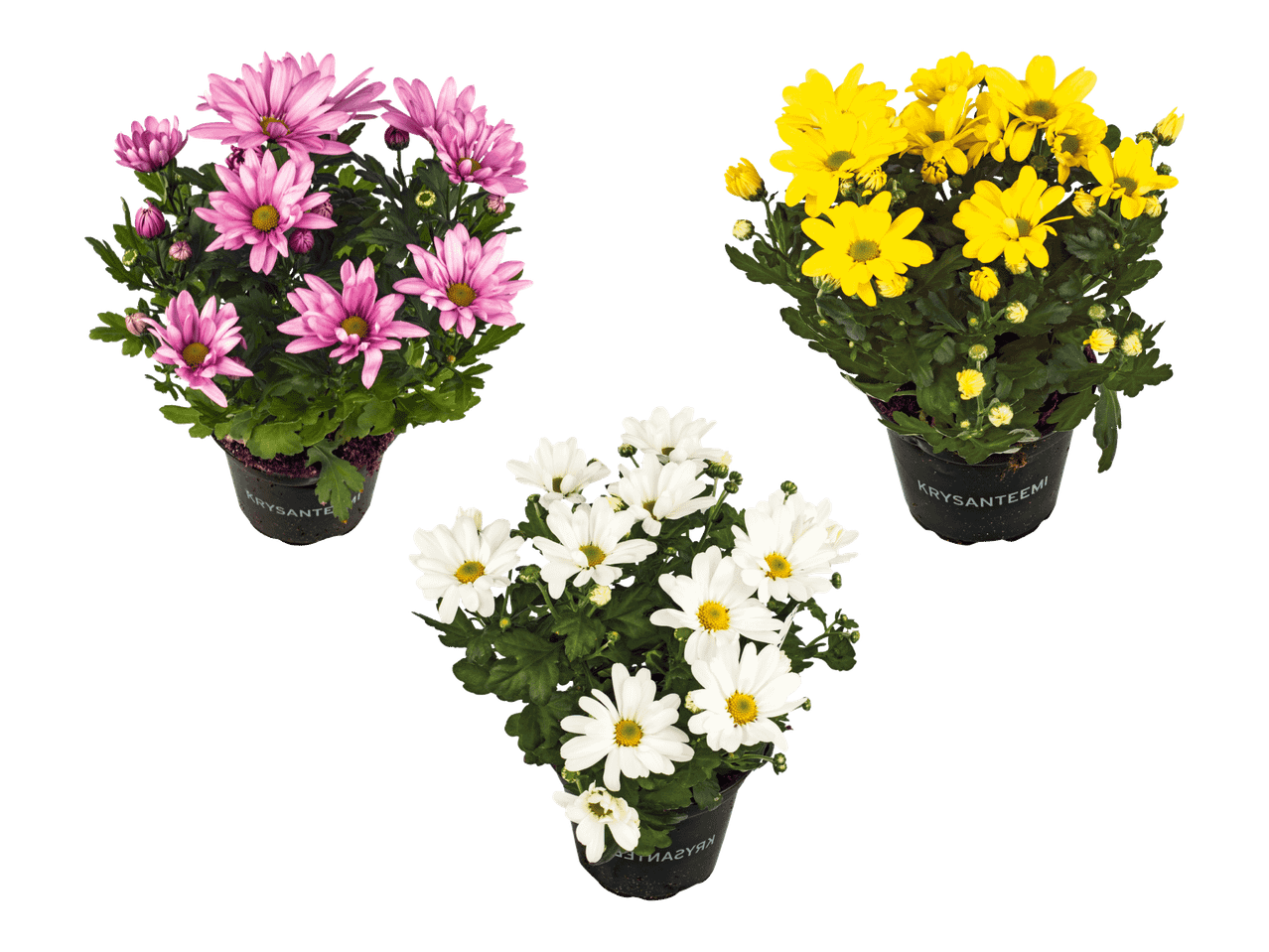 Kolme ruukkua krysanteemeja: vaaleanpunaisia, keltaisia ja valkoisia.