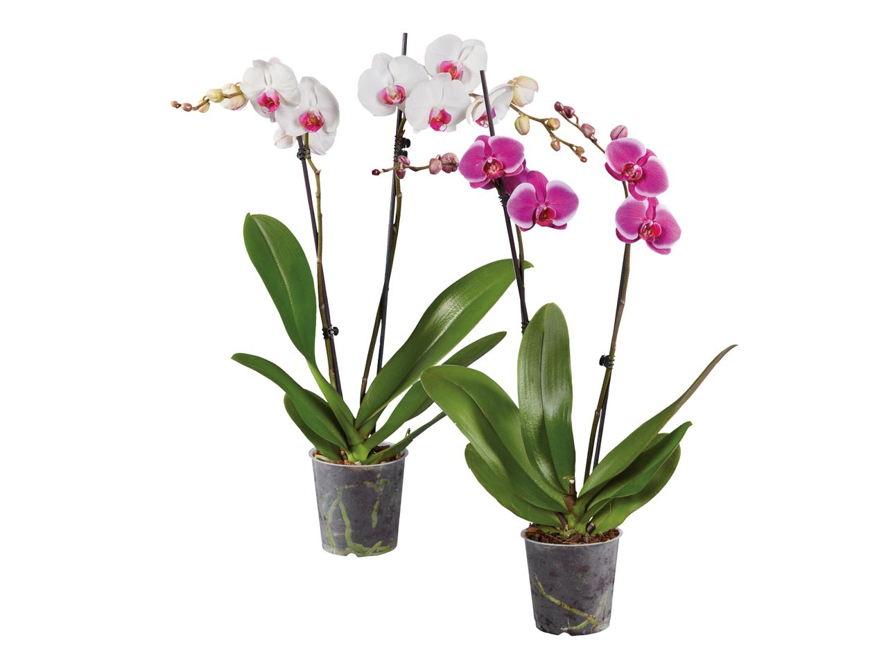 Due piante di orchidee Phalaenopsis in vaso, una con fiori bianchi e l'altra con fiori fucsia.