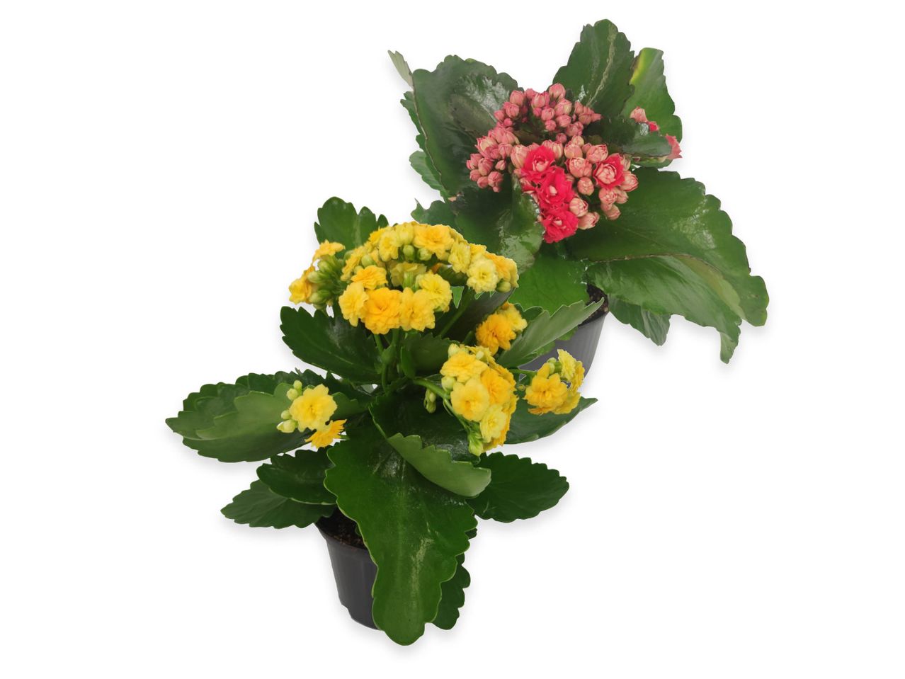 Due piante di Kalanchoe in vaso, una con fiori gialli e l'altra con fiori rosa-rossi.