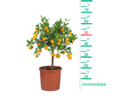 Potted mandarin tree with orange fruits.