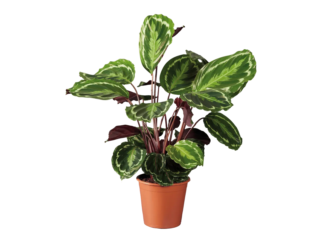 Vihreä Calathea makoyana -kasvi ruskeassa ruukussa valkoisella taustalla.