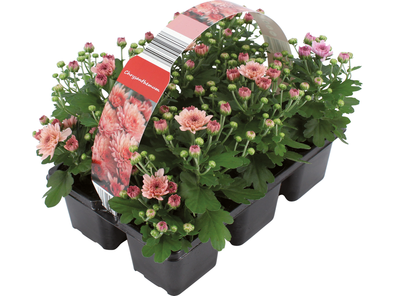 En presentförpackning med fyra krukor av rosa krysantemum.