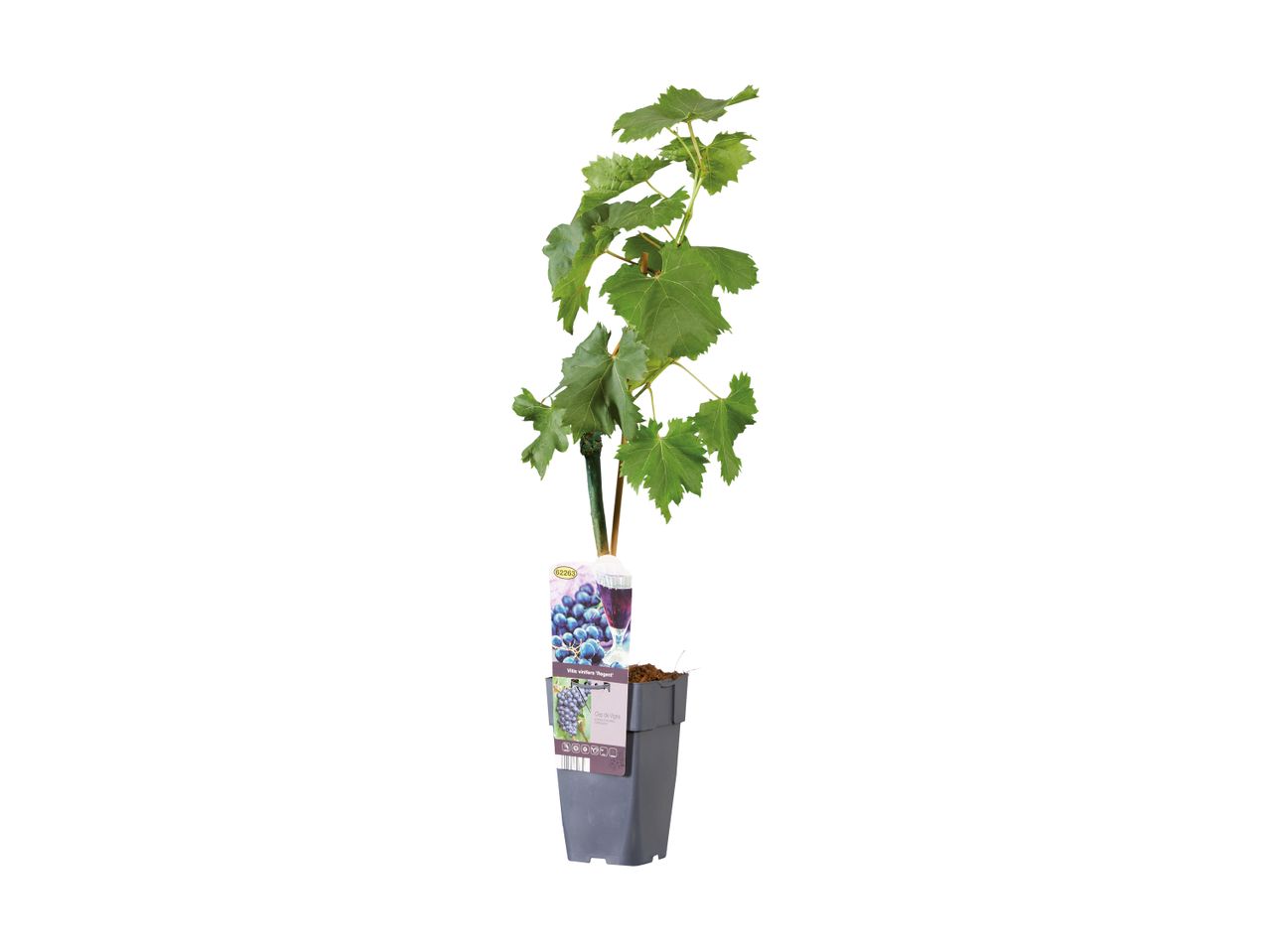 A young Regent grapevine in a gray pot, ready for planting.