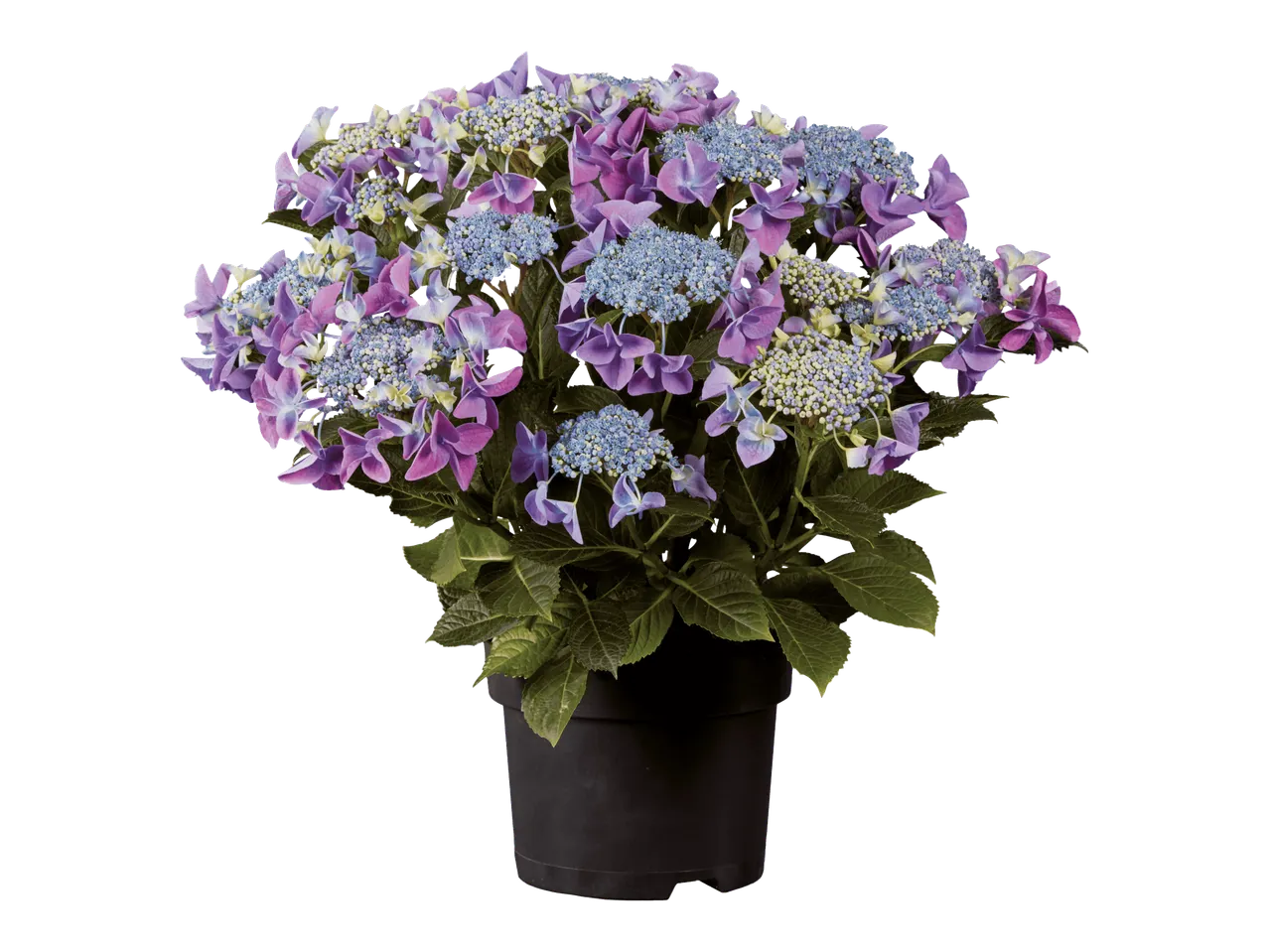 Ruukussa oleva hortensia, jossa on violetteja ja sinisiä kukkia.