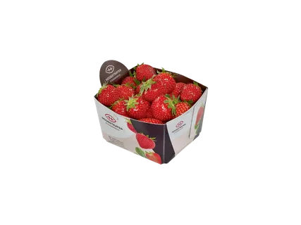 HOOGSTRATEN Aardbeien