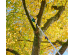 Tree pruning with a Parkside pole saw, yellow autumn leaves.