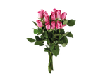 Um ramo de dez rosas cor-de-rosa bonitas.