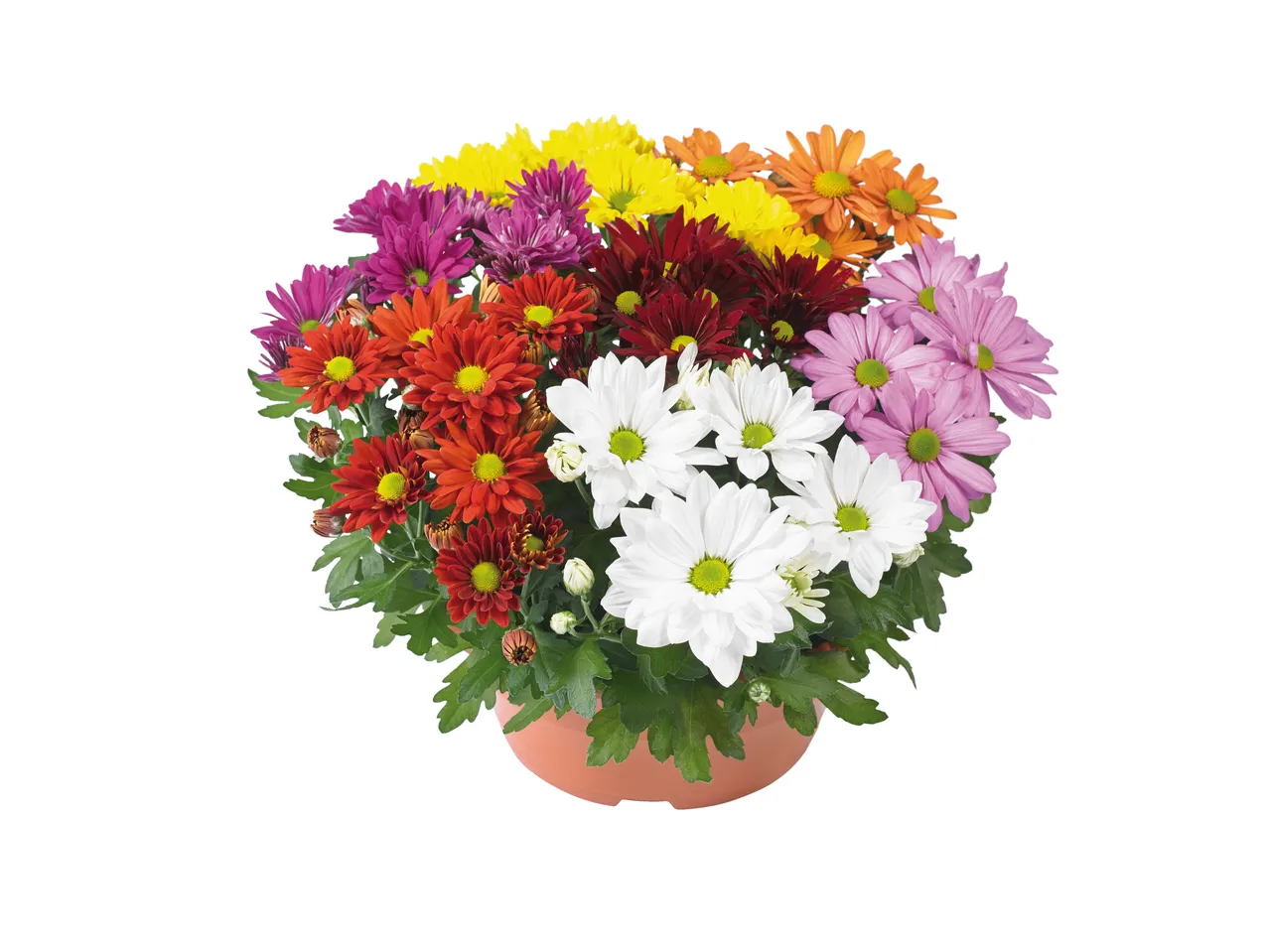 Topf mit mehrfarbigen Chrysanthemen.