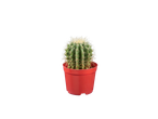 Cactus in pot.