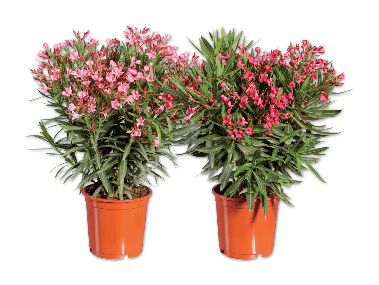 Zwei blühende Oleanderpflanzen in Terrakotta-Töpfen mit rosa Blüten und grünen Blättern.