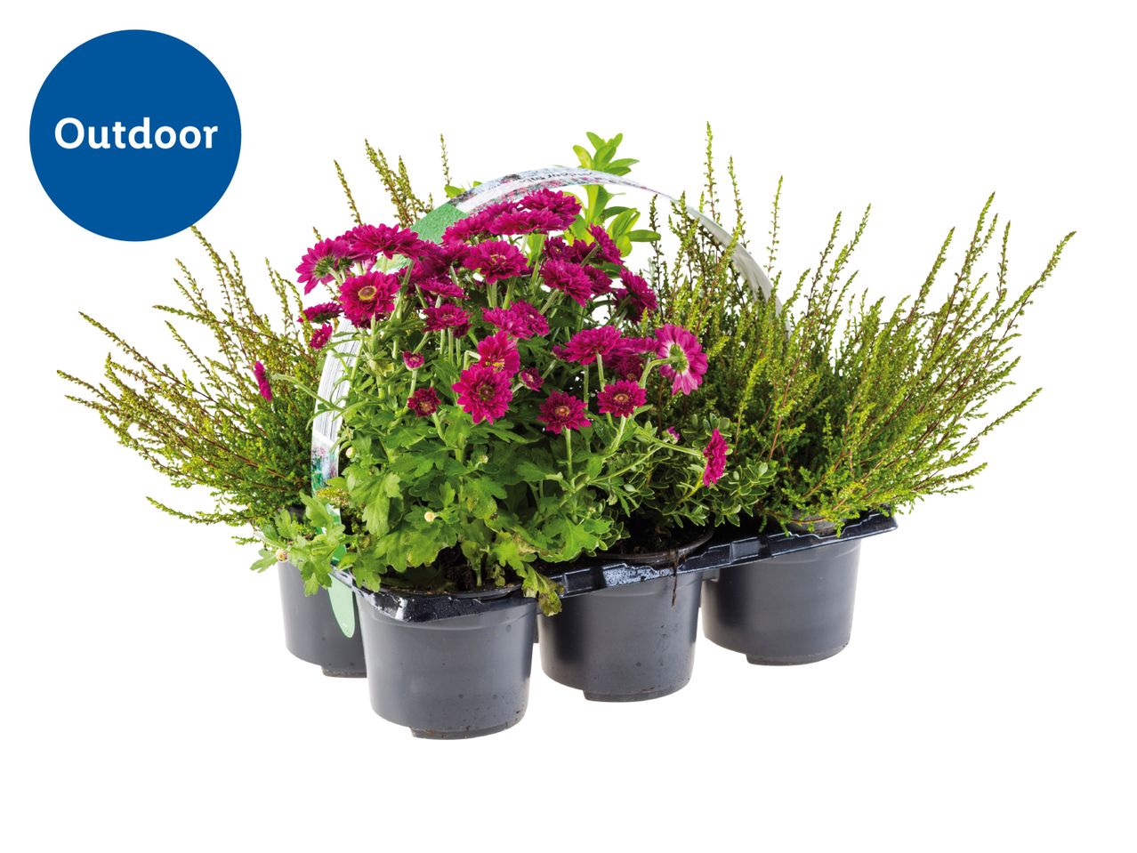 Outdoor plant tray with purple chrysanthemums and green heather plants.