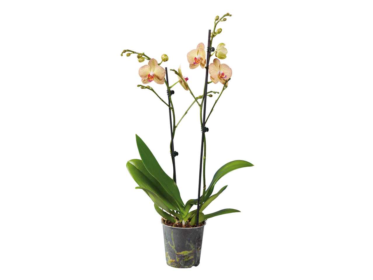 Orchidée Phalaenopsis à fleurs rayées jaunes et roses dans un pot transparent.